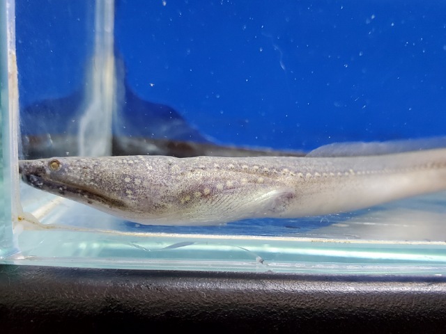 カワウミヘビ　2026年1月入荷！