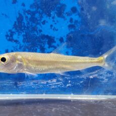 スレンダータイガーフィッシュ　2025年入荷！