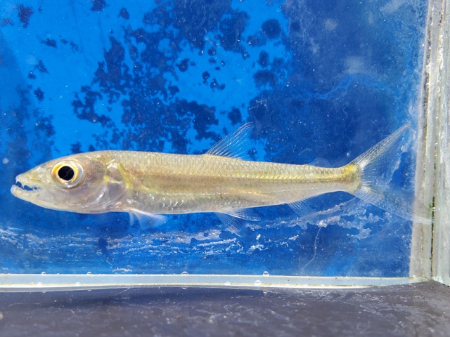 スレンダータイガーフィッシュ　2025年入荷！