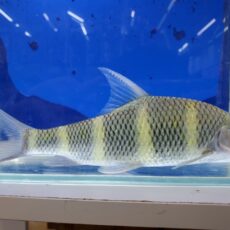 中国クラウンバルブ　2026年1月入荷！