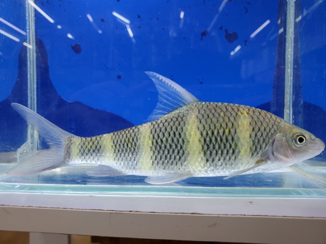 中国クラウンバルブ　2026年1月入荷！