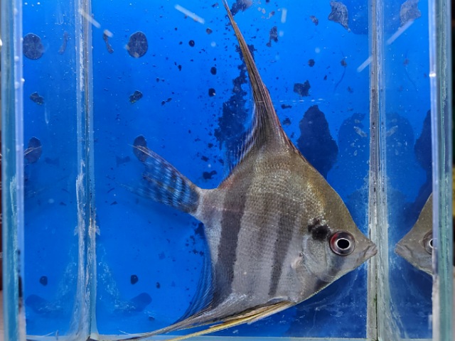 レッドショルダーエンゼル