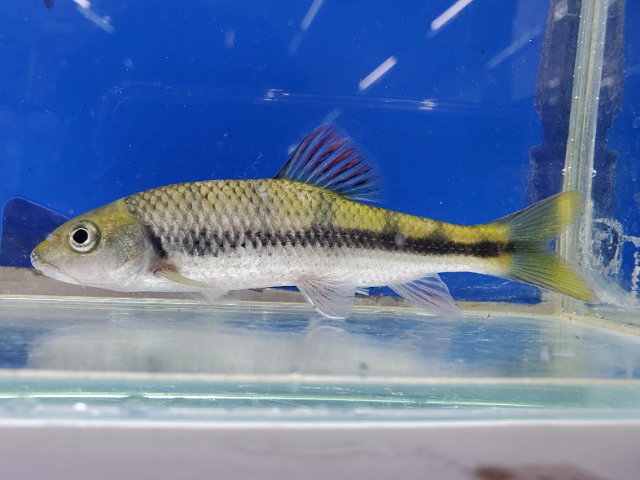 中国レインボーバルブ