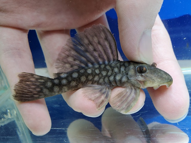 バリアンシストルス sp.