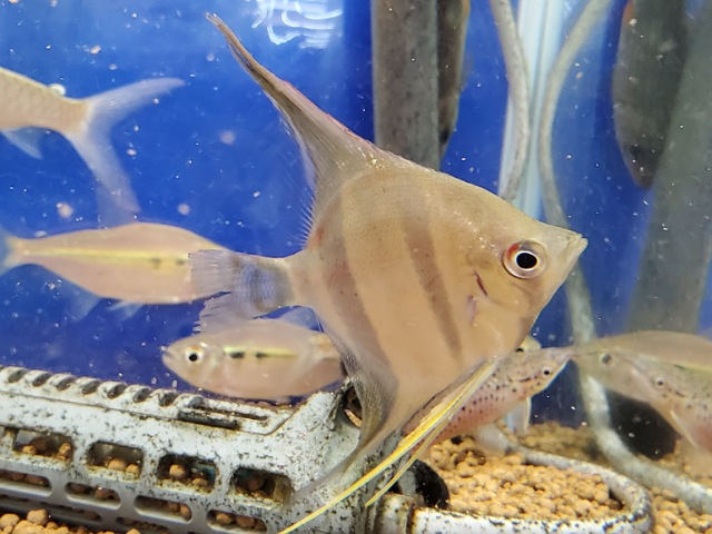 レッドショルダーエンゼル