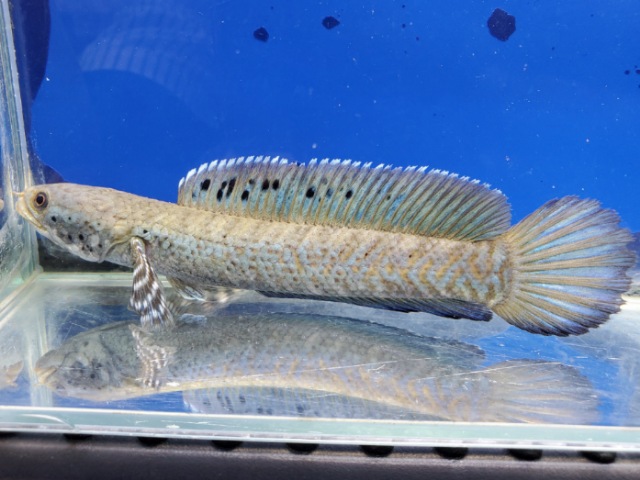 チャンナ　オルナティピンニス