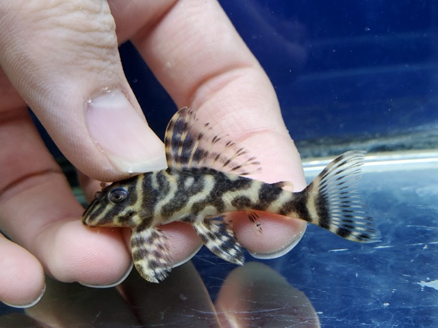 ブラックタイガープレコ