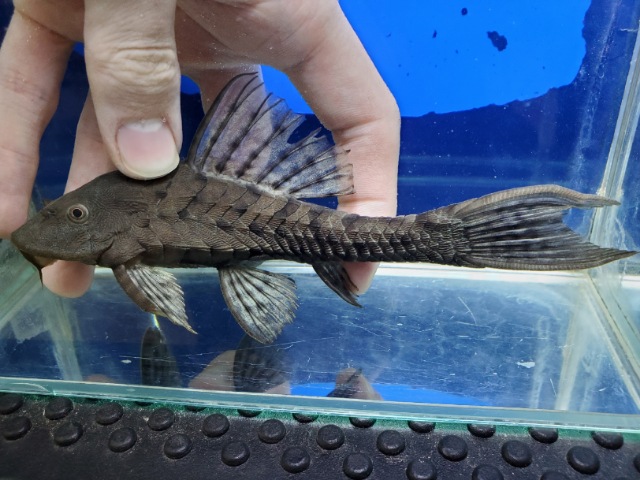 アーマードプレコ