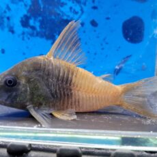 コリドラス　バイカラーコンコロール　タモリバー　2026年1月入荷！