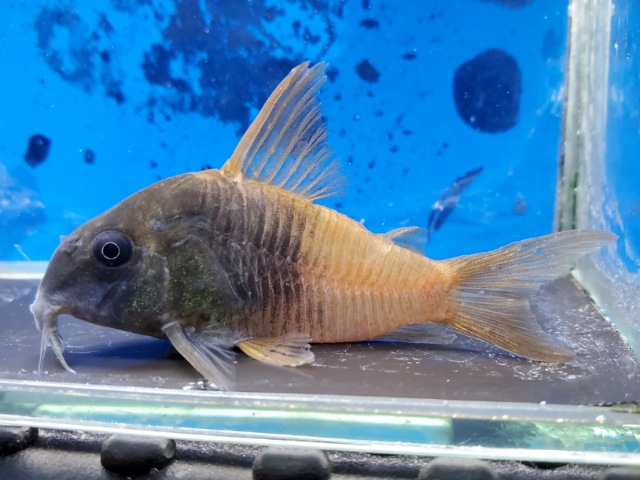 コリドラス　バイカラーコンコロール　タモリバー　2026年1月入荷！