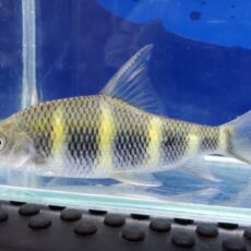 中国クラウンバルブ　大特価！