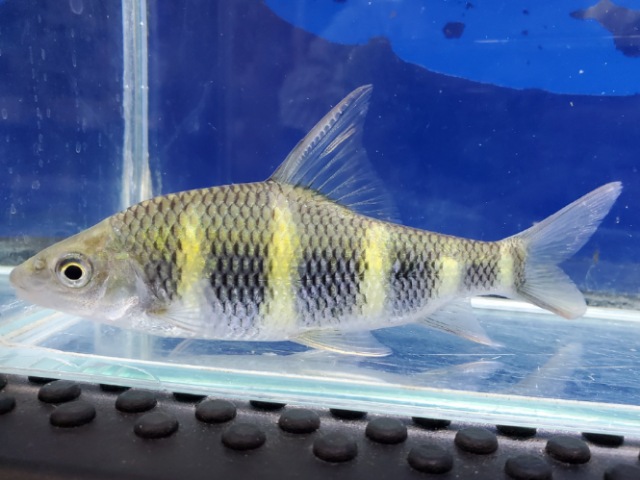 中国クラウンバルブ　大特価！