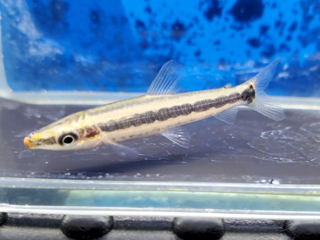 アノストムスアノストムス