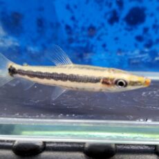 アノストムスアノストムス　2026年2月入荷！