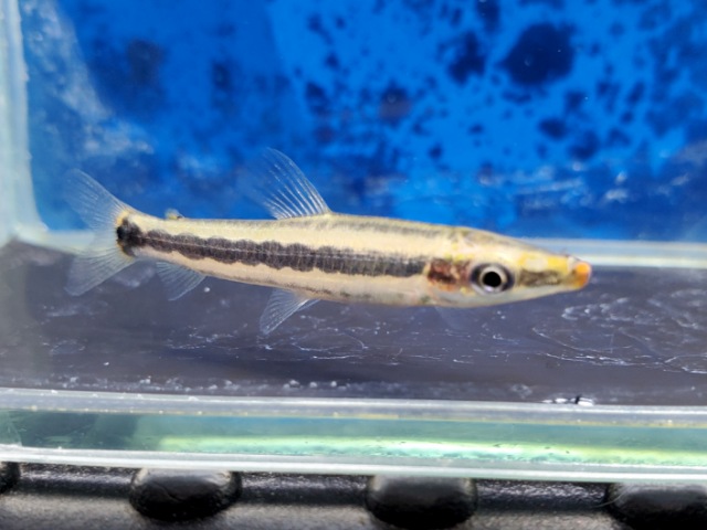 アノストムスアノストムス　2026年2月入荷！