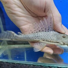 ヒポストムス sp. リオカショーホ　ヒレ欠け　2026年2月入荷！