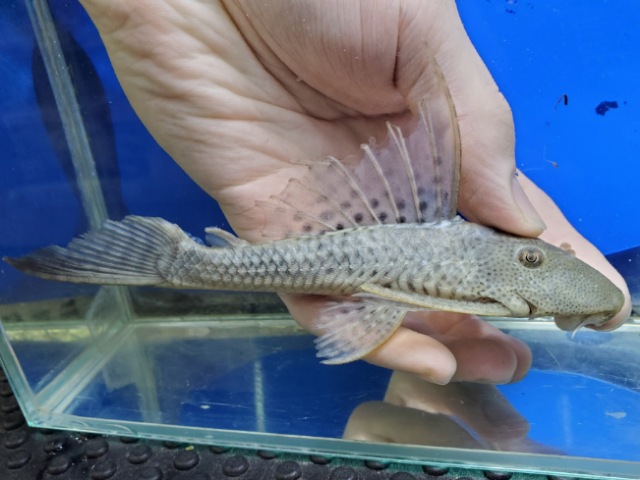 ヒポストムス sp. リオカショーホ　ヒレ欠け　2026年2月入荷！