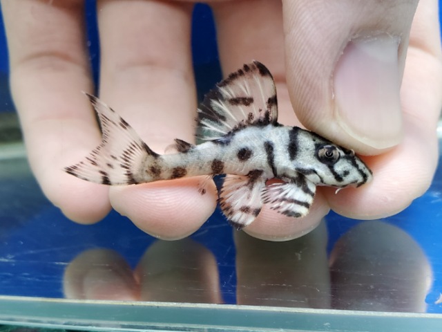 ヒパンキストルスsp.