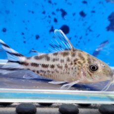 コリドラス　ロビネアエ　ネグロ　2026年2月入荷！