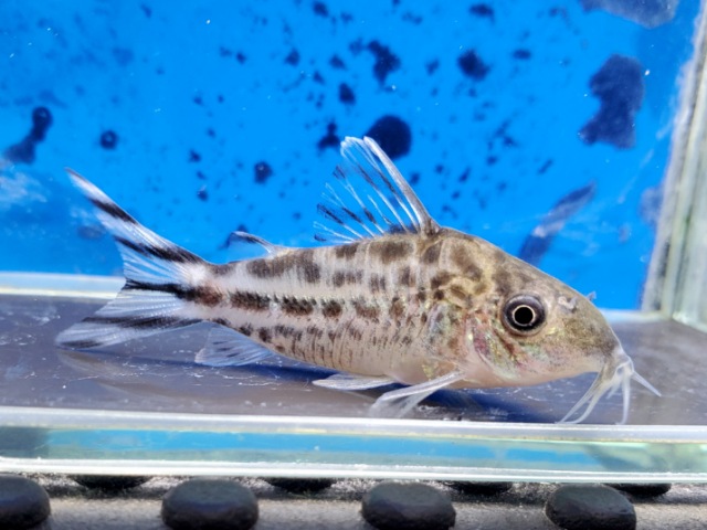 コリドラス　ロビネアエ　ネグロ　2026年2月入荷！