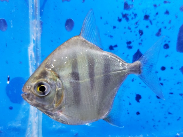 タイガーメチニス