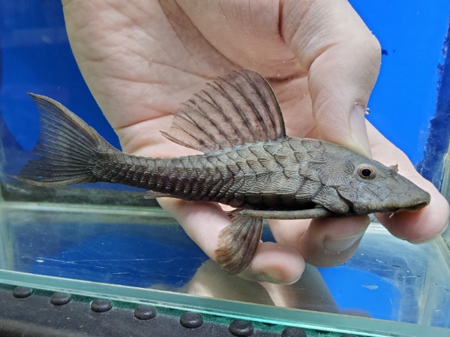 アーマードプレコ