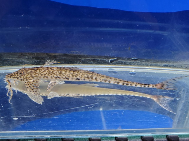 ラディノロリカリア・マクロミスタックス