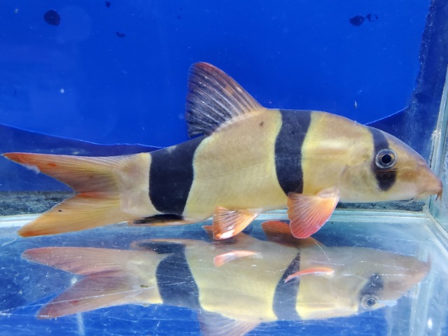 クラウンローチ