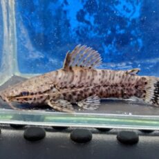 バンデッドホプロ　2026年2月入荷！