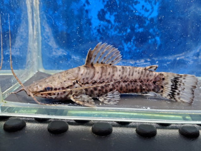 バンデッドホプロ　2026年2月入荷！