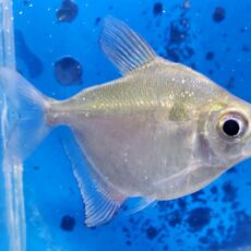 レッドフィンディスクテトラ　ペルー　2025年入荷！