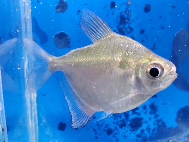 レッドフィンディスクテトラ　ペルー　2025年入荷！