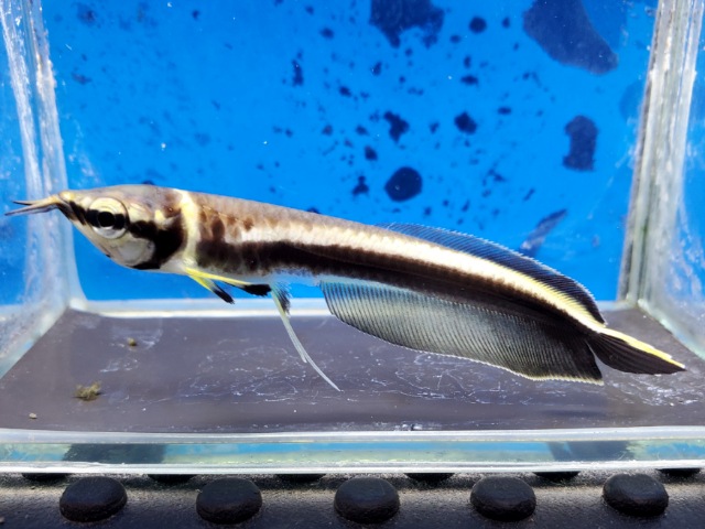 ブラックアロワナ