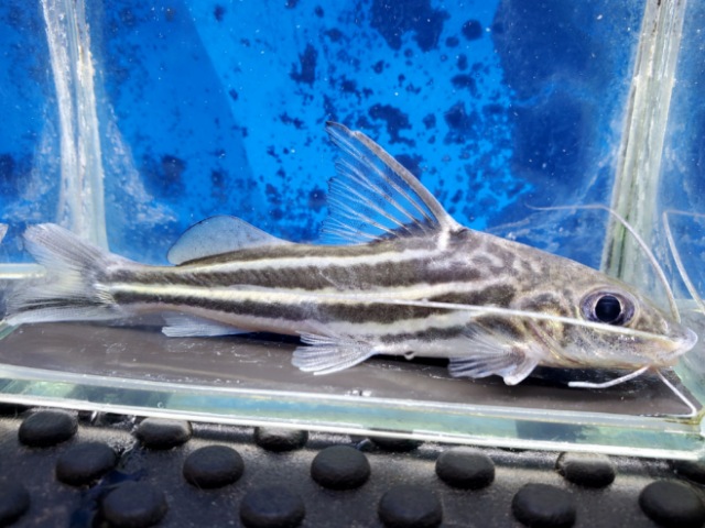 フォーラインピメロディア