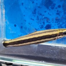 ブラックラインアノストムス　2024年入荷！