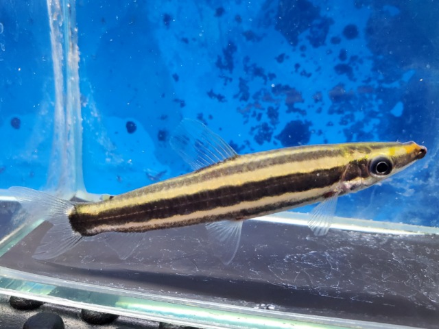 ブラックラインアノストムス　2024年入荷！