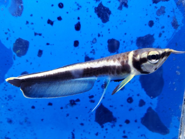 ブラックアロワナ