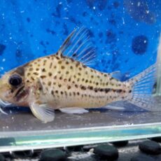 コリドラス　オルフノプテルス　2025年入荷！