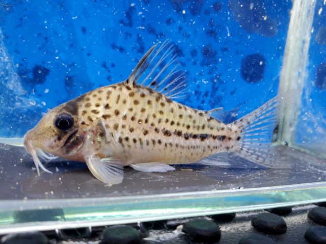 コリドラス　オルフノプテルス　2025年入荷！