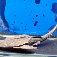 ペルーバンジョーキャット　2025年入荷！