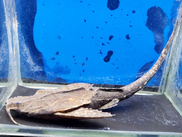 ペルーバンジョーキャット　2025年入荷！