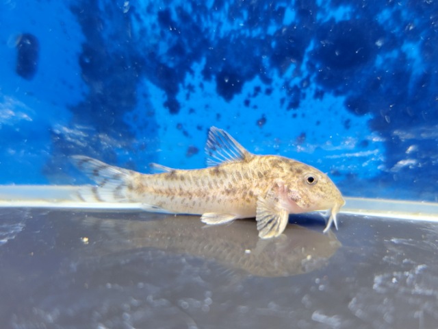 アスピドラスsp.