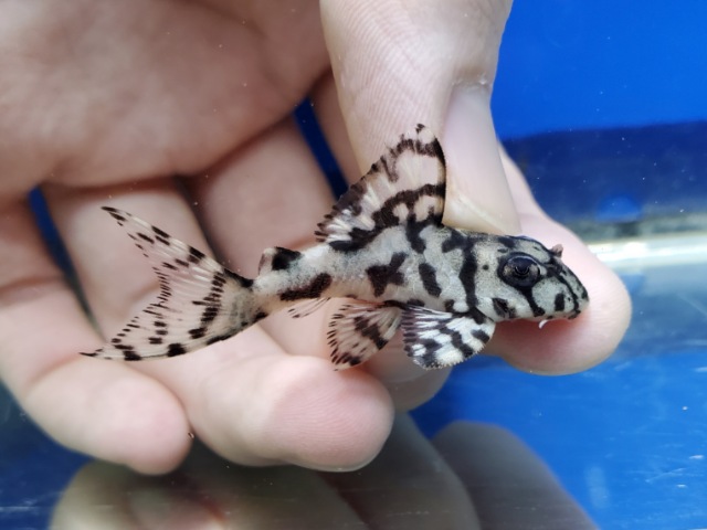 ヒパンキストルスsp.