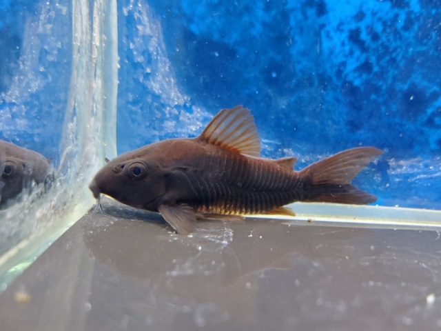 コリドラス　ベネズエラブラック