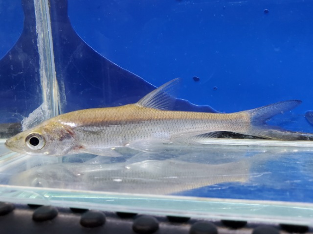 アンケリスロカルテル　ワンギ