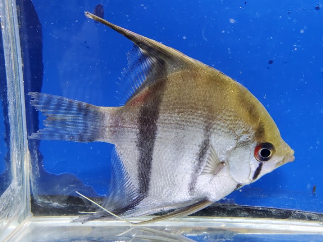 スカラレエンゼル