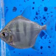 タイガーメチニス　ブリード　2025年入荷！