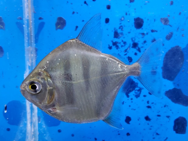 タイガーメチニス　ブリード　2025年入荷！