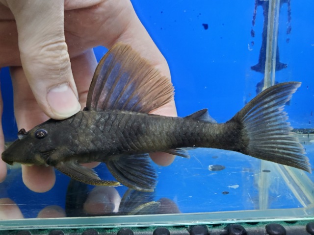 オレンジフィンタイガープレコ