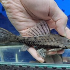 アーマードプレコ　プルス　胸ビレ欠け　2026年2月入荷！